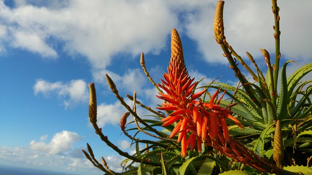 Aloe kapská - Aloe capensis_1